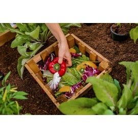 VITA Mezza 3 Foot x 5 Foot Keyhole Garden with Composting Basket, Golden Brown with Black Aluminum Posts, Cedar Wood, FSC, Pre-Stained, Insect and Pest Repellant, Outdoor, VT17702