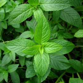 Peppermint Herb Garden Seeds - 1000 Seeds - Non-GMO, Heirloom, Perennial Herbal Gardening for Mint Tea and Culinary Applications