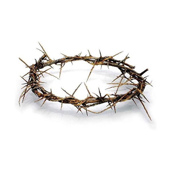 Authentic Biblical Lifesize 8" Crown of Thorns w/ Certificate