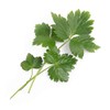 Cilantro Lingot®