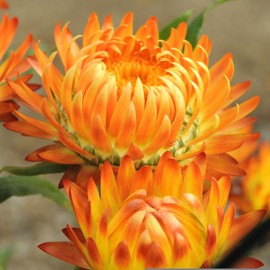 SEBIOLA Strawflower Seeds 1000 Count – Colorful Everlasting Blooms for Gardens, Borders& Arrangements – Ideal for Full Sun Planting – Long-Lasting Dried Flowers for Indoor & Outdoor Use