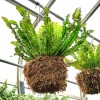 Mosser Lee Sphagnum Peat Long Fibered Moss ORCHID Mosser Lee