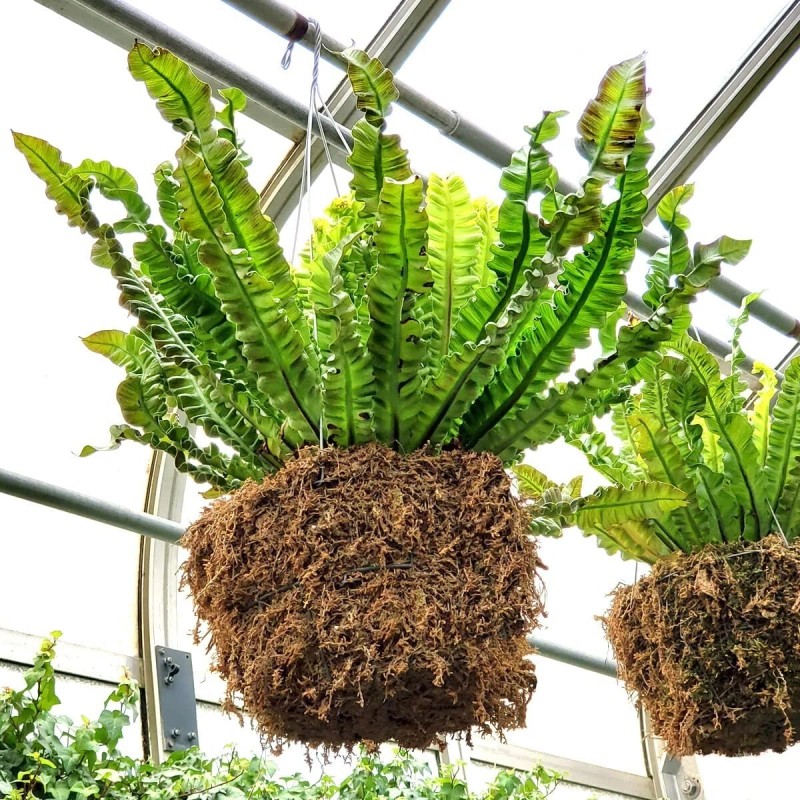 Mosser Lee Sphagnum Peat Long Fibered Moss ORCHID Mosser Lee