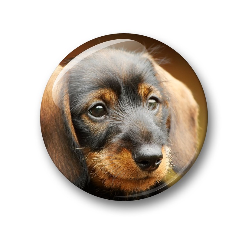 01 Large Refrigerator Magnets with Dachshund Portrait Design Set of