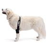Ortocanis - Elbow Support for Dogs with Osteoarthritis - Injuries