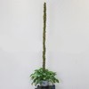 Moss Pole Coconut Stick DIY Modeling Plant Climbing Pole Climbing