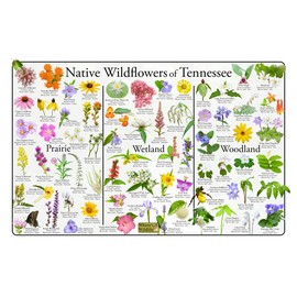 Where's Wildlife Native Wildflowers of Tennessee Poster - Flower Chart Divided into Prairie, Wetland, and Woodland (20" x 30")