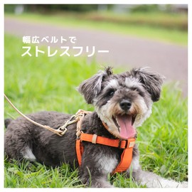 Raficaro Harness, For Small Dogs, Medium Dogs, Dog Harness, Stylish, Dog Harness, Lightweight, Easy Installation, Popular, Durable, Collar, Lead, Easy to Put on and Take Off, Black