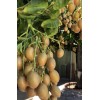 Wampee Tree 15” Tropical Clausena lansium Seedling No Pot