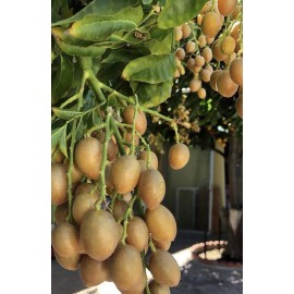Wampee Tree 15” Tropical Clausena lansium Seedling  No Pot
