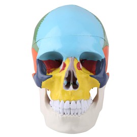 Modelo Anatómico Cráneo Humano Tamaño Natural Color Realista con Tarjeta Identificación Enseñanza Médica