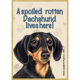 A spoiled rotten Dachshund lives here Blk Tan Wood Fridge Locker Magnet 2.5X3.5