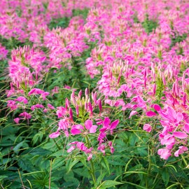 Outsidepride 2000 Seeds Annual Pink Cleome Spider Flower Seeds for Planting