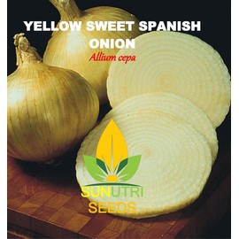 Onion Seeds, 200+ Yellow Sweet Spanish, Heirloom, Non GMO Seeds, Allium cepa