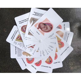 Blue Tree Publishing Pregnancy and birth Poster and Pocket Chart Set