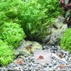 Dexspoeny Transparent Hermit Crab Water Tanks with Mesh Climbing Ramp