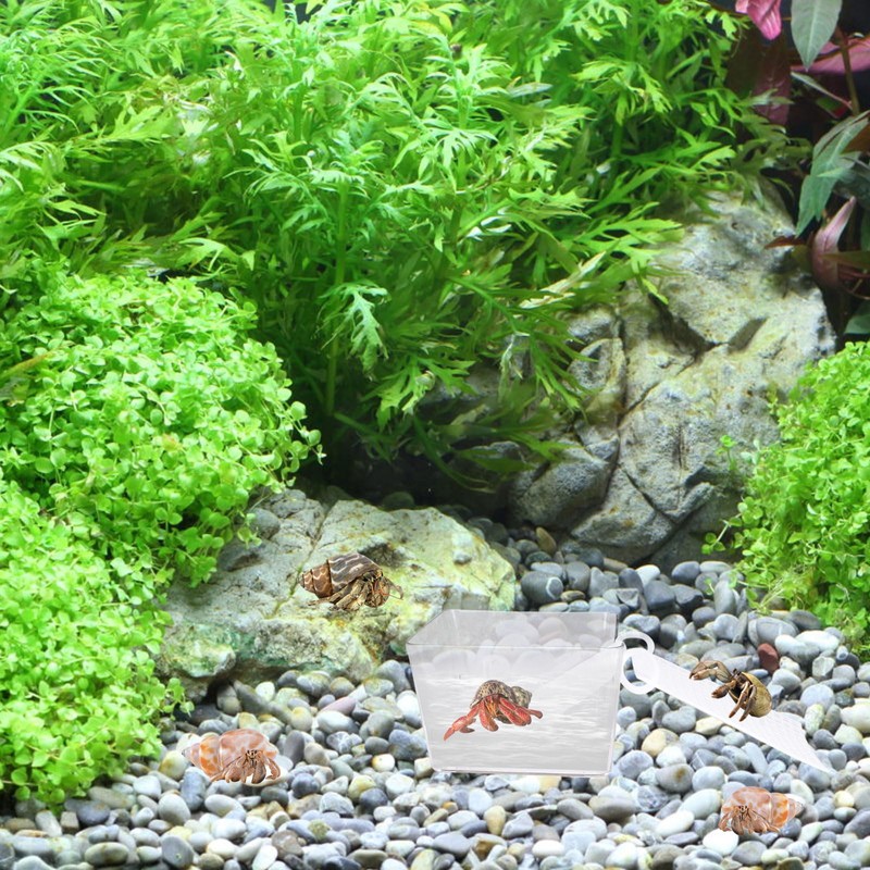 Dexspoeny Transparent Hermit Crab Water Tanks with Mesh Climbing Ramp