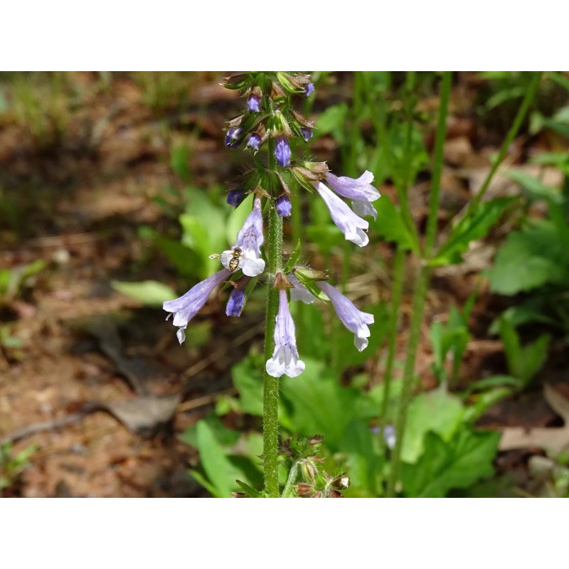 Fresh Lyreleaf Sage Salvia Lyrata Native 300 seeds Fresh From