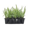 Agapanthus Getty White - 3 Live Plants - Blooming Groundcover