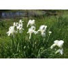 White 4 Bearded Iris Rhizomes White Heirloom - FRESHLY DUG