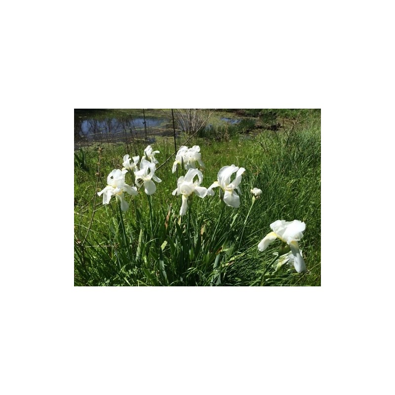 White 4 Bearded Iris Rhizomes White Heirloom - FRESHLY DUG