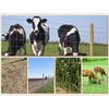 Livestock Fence, 4ft X 164ft Galvanized Wire Field Wire Fencing,