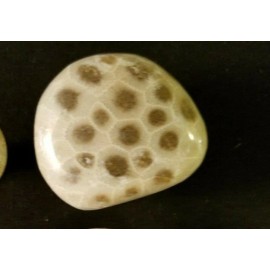 Petoskey Stone Door Knob