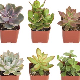 Shop Succulents | Assorted Collection | Live Air Purifying House Plants | Hand Selected Variety Pack of Indoor Foliage, 6-Pack, mix