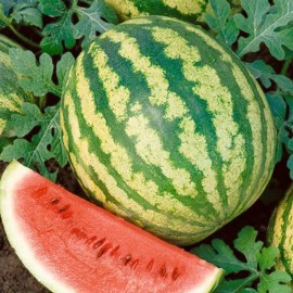 Southeast Seeds Crimson Sweet Watermelon Seeds, NON-GMO, Heirloom, Variety Sizes, FREE SHIP - 100 Seeds or 1/8 OZ