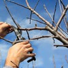 WEBEEDY Pack of 20 Branch Pullers for Fruit Trees M-Shaped