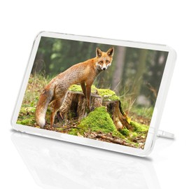 Ginger Fox Classic Fridge Magnet - Wildlife Nature Animal Woodland Gift #8220