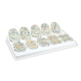 Jackson Global JS00136 Animal Meiosis 3D Model | 10 Stage Meiosis Demonstration | Biology Classroom Cell Division Display | Detailed Open Cell Organelles | Pieces Equipped with Stand | W Manual