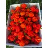 Superhot Seeds 50+ Random SUPERHOT Pepper Seeds. Over 20 Different