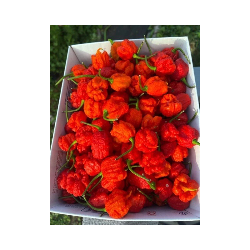 Superhot Seeds 50+ Random SUPERHOT Pepper Seeds. Over 20 Different