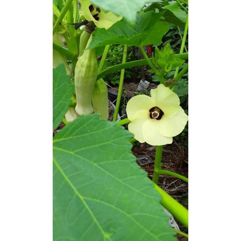 Unbranded 100+ Silver Queen Okra Seed Heirloom Non-Gmo Organic
