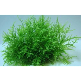Spiky Moss Live Aquarium Moss Aquatic Plants Tropical Fish Tank - 1 Portion