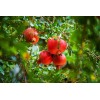 Fertilizante Amarre Llenado Fruto Nutrifruto 1 Lt