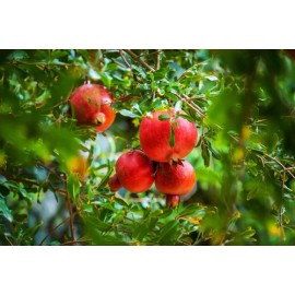 Fertilizante Amarre Llenado Fruto Nutrifruto 1 Lt                                                                                                     