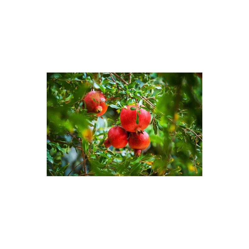 Fertilizante Amarre Llenado Fruto Nutrifruto 1 Lt