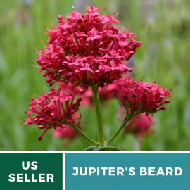 Fresh Jupiter's Beard - Red Valerian (Centranthus Ruber) - Bee Friendly - 50+ seeds