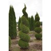 Emerald Green Arborvitae 6-12" Tall Live Plant in 2.5" Pot