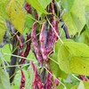 Organic Pinto Bean Seeds - USDA Organic, Non-GMO, Open Pollinated,