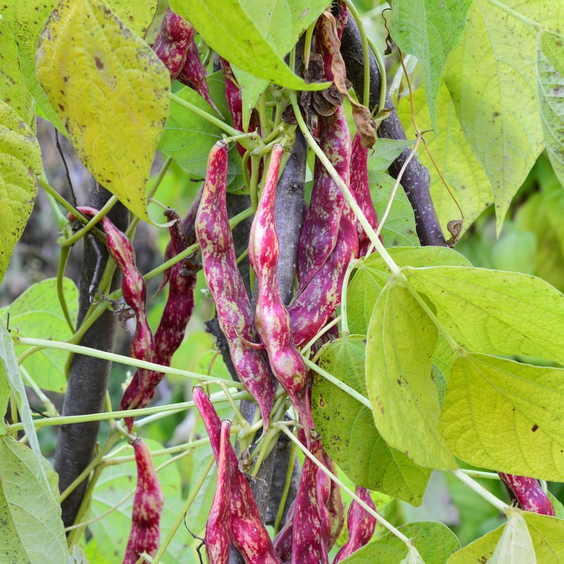 Organic Pinto Bean Seeds - USDA Organic, Non-GMO, Open Pollinated,