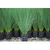 Perennial Farm Marketplace Juncus inflexus 'Blue Arrows' (Rush) Ornamental Grass,