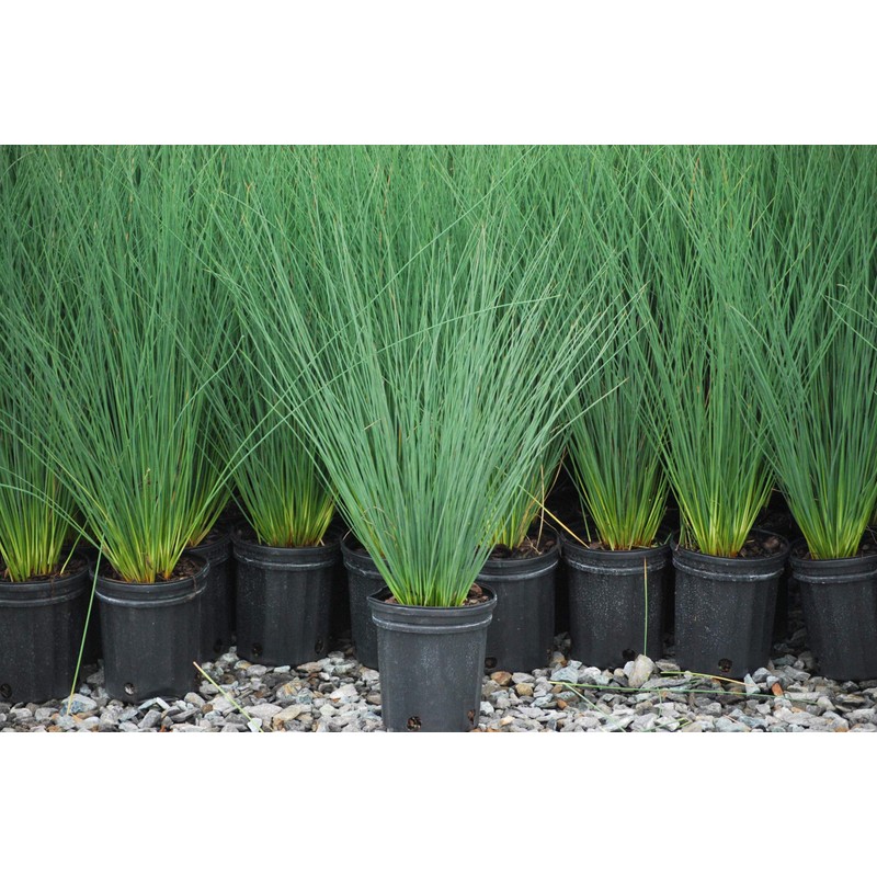 Perennial Farm Marketplace Juncus inflexus 'Blue Arrows' (Rush) Ornamental Grass,