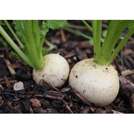 1000 Snowball Turnip Seeds for Planting Heirloom Non-GMO 2.5+ Grams Garden Vegetable Bulk Survival Golden Ball
