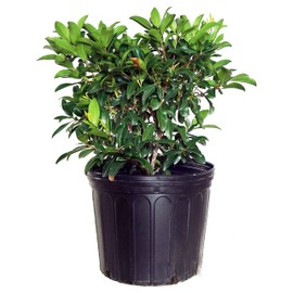 Kalmia lat. 'Sarah' (Mountain Laurel) Evergreen, pinkish-red flowers, #3 - Size Container