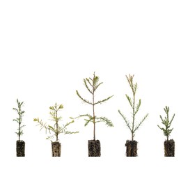 Redwoods of The World | Collection of 5 Tree Seedlings | The Jonsteen Company
