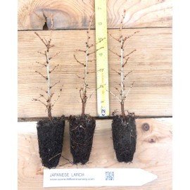 Scenic Hill Farm 10 Japanese Larch (Larix kaempferi) - Bonsai or Landscape 5 - 10 Inches Tall