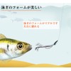Worm 4.8 Inch Aging Lures 120mm Flounder Lures Worm Set